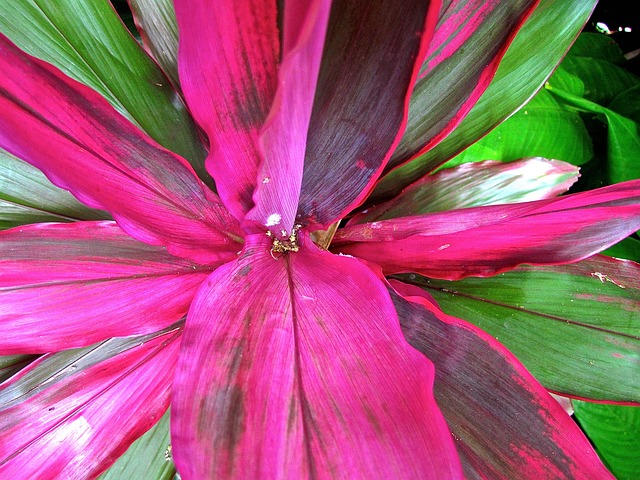 Free Flower Pink photo and picture