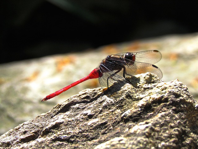 Free Dragonfly Pink photo and picture