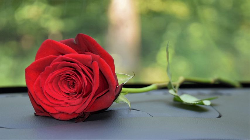 red-rose-on-car-dashboard-3638450__480.jpg