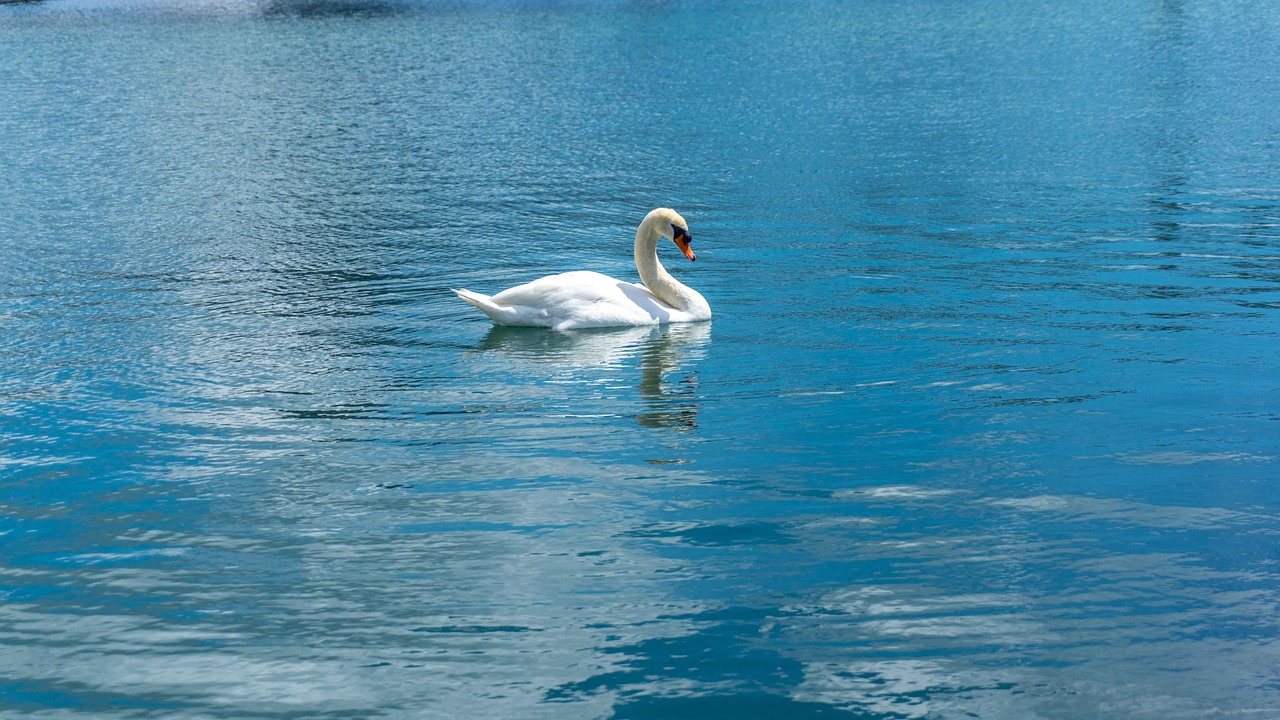 Cygne L'Eau Bleu - Photo gratuite sur Pixabay - Pixabay