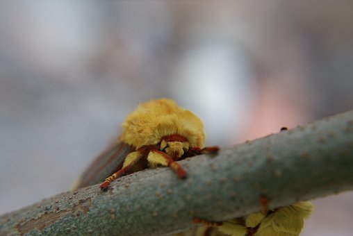 Møl King, Insekt, Konge, Orange, Natur