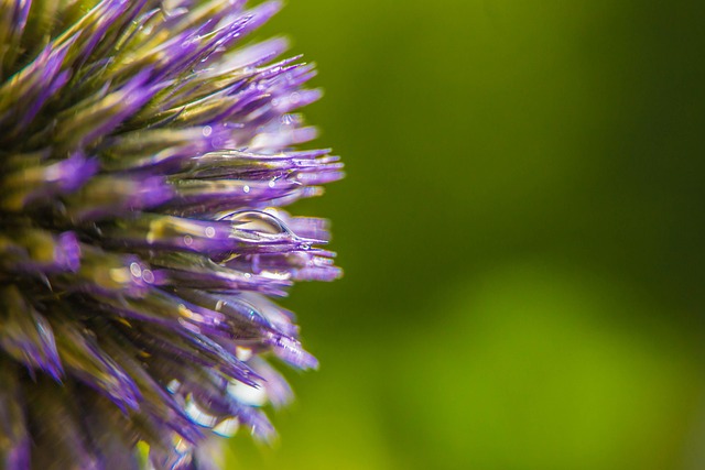 Free Flower Flower Background photo and picture