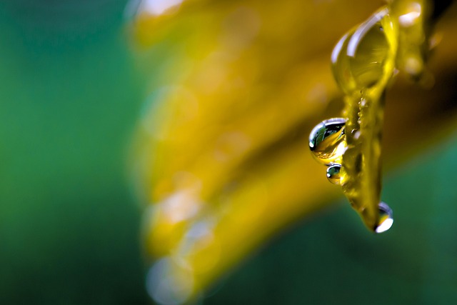 Free Flower Nature photo and picture