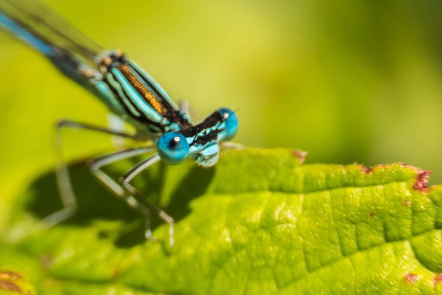 Free Insect Dragonfly photo and picture