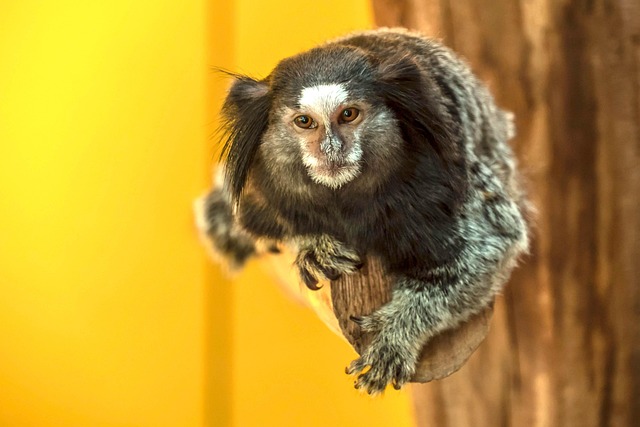 Free Animal Nature photo and picture