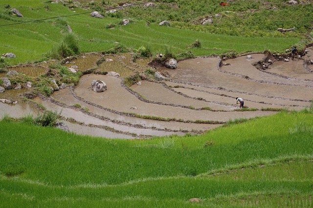 Free Bhutan Rice Paddy photo and picture