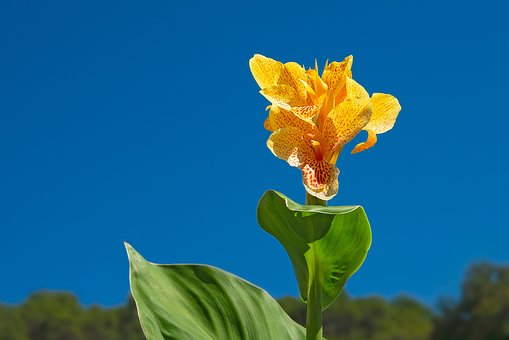 Free Canna Flower photo and picture