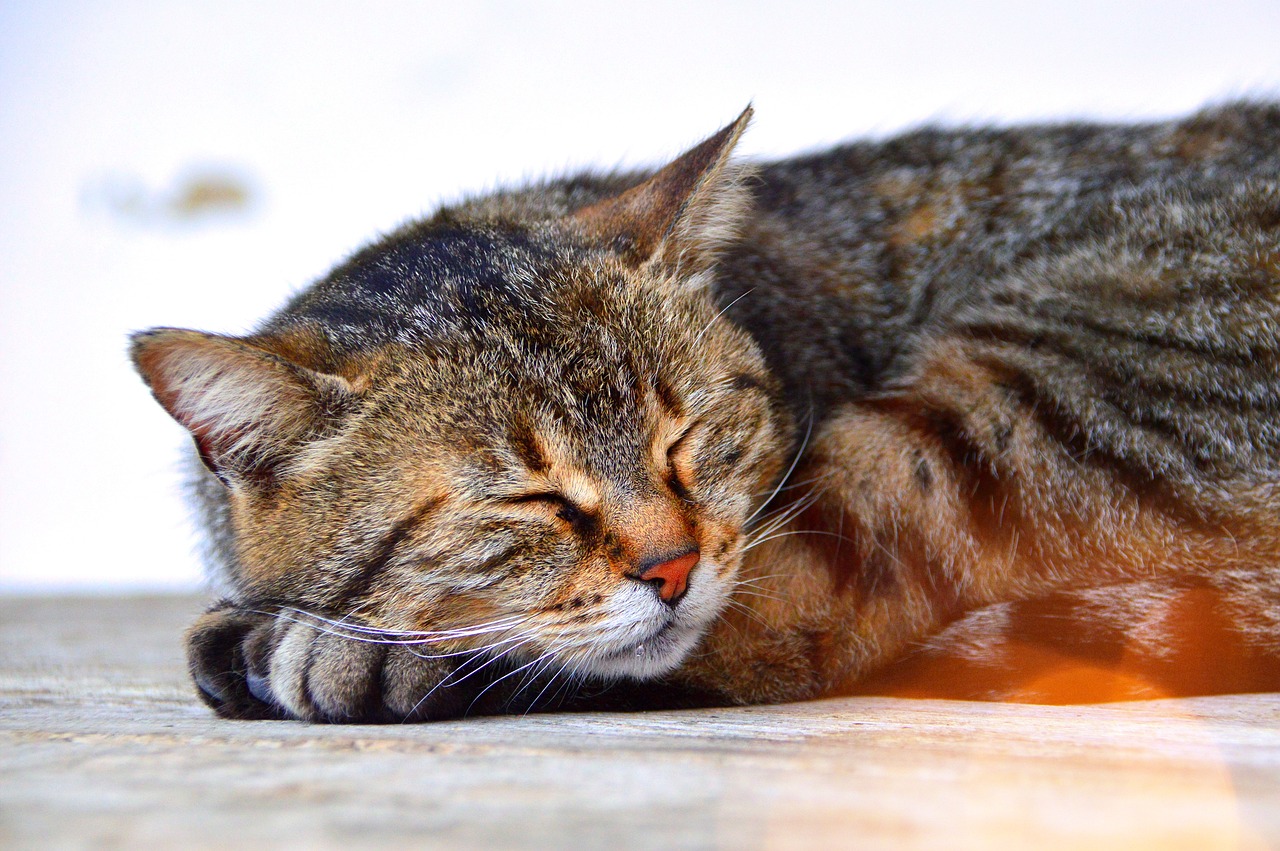 Cat Sleep Tabby Free photo on Pixabay Pixabay