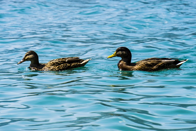 Free Bird Animal photo and picture