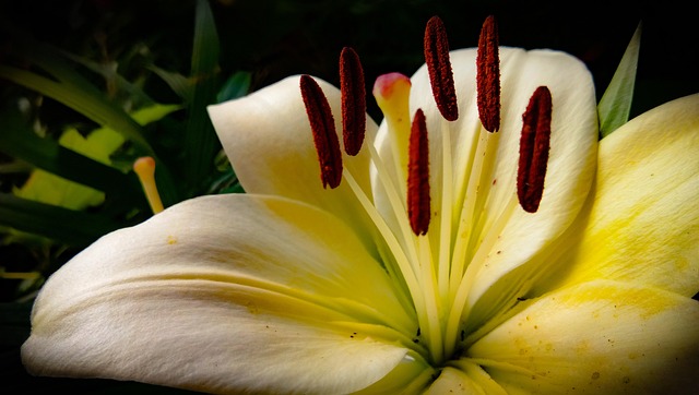 Free Lily Flower Wallpaper photo and picture