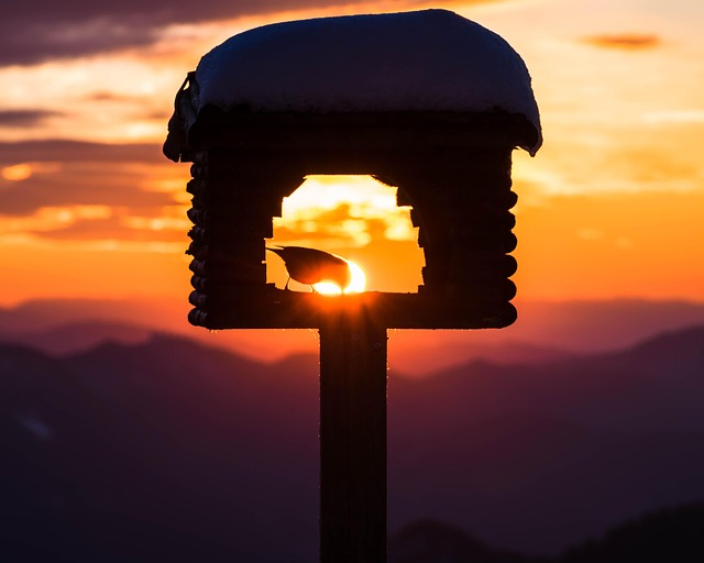 Free Bird Sunset photo and picture