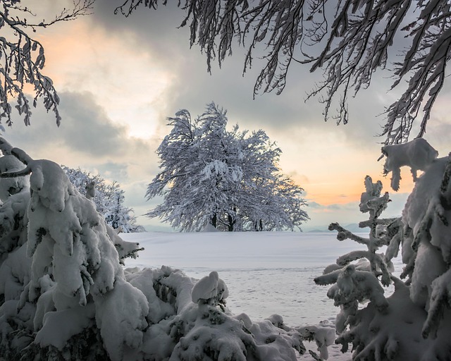 Free Tree Sunset photo and picture