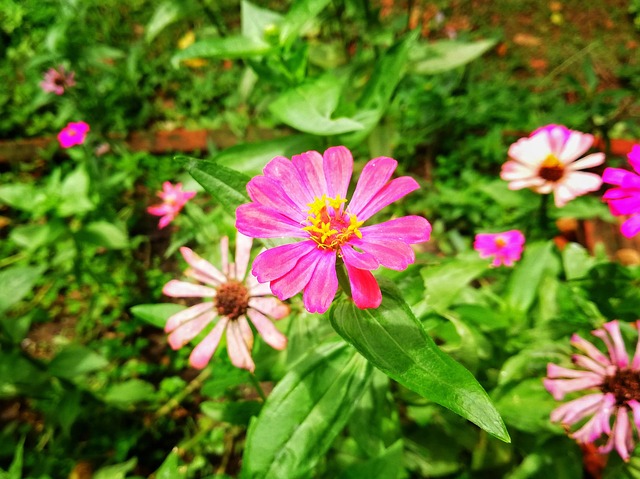 ดอกไม้, Flower, ดอกไม้สีชมพู