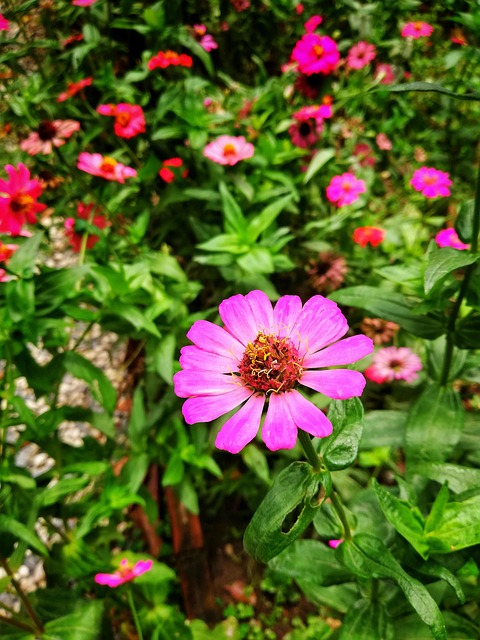 ดอกไม้, Flower, ดอกไม้สีชมพู