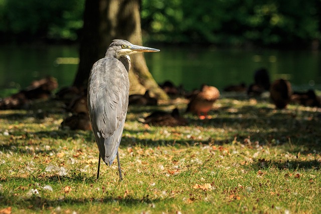 Graureiher, Fischreiher, Vogel, Tier