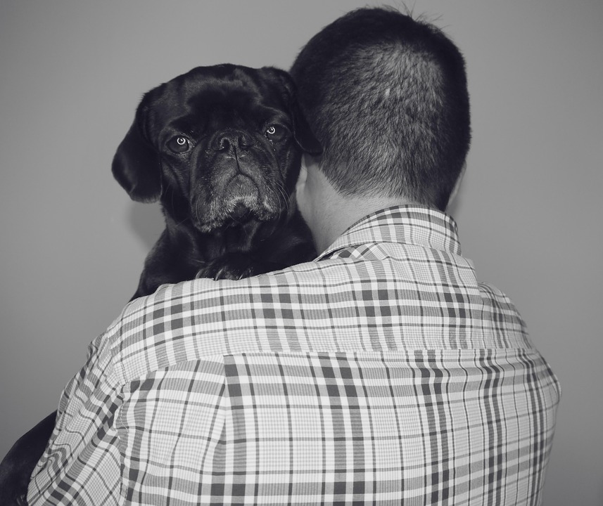 Anjing Pug Hitam Dan Foto Gratis Di Pixabay