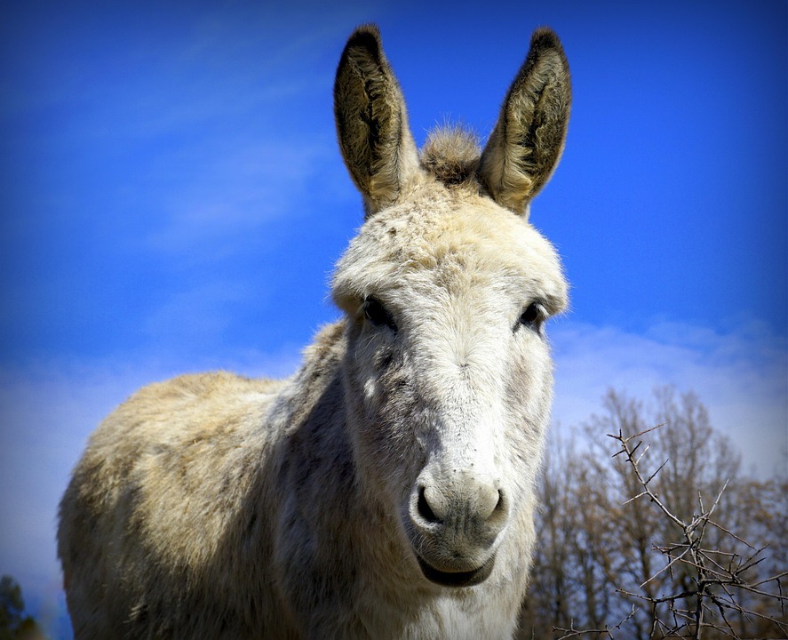 Asno Borrico Blanco Foto Gratis En Pixabay Pixabay