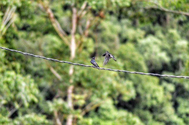 Free Bird Nature photo and picture
