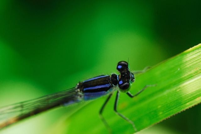 Free Odonata Coenagrionidae photo and picture