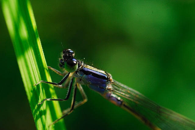 Free Odonata Coenagrionidae photo and picture