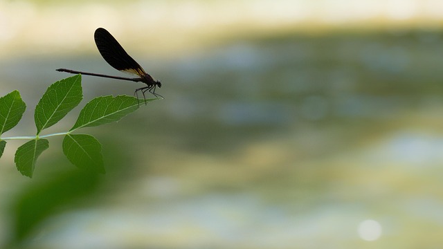 Free Dragonfly Insect photo and picture