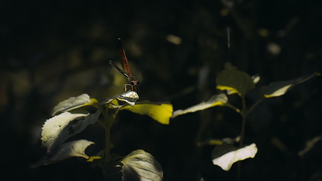 Free Dragonfly Insect photo and picture