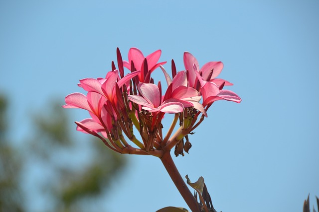 Free Flower Plant photo and picture