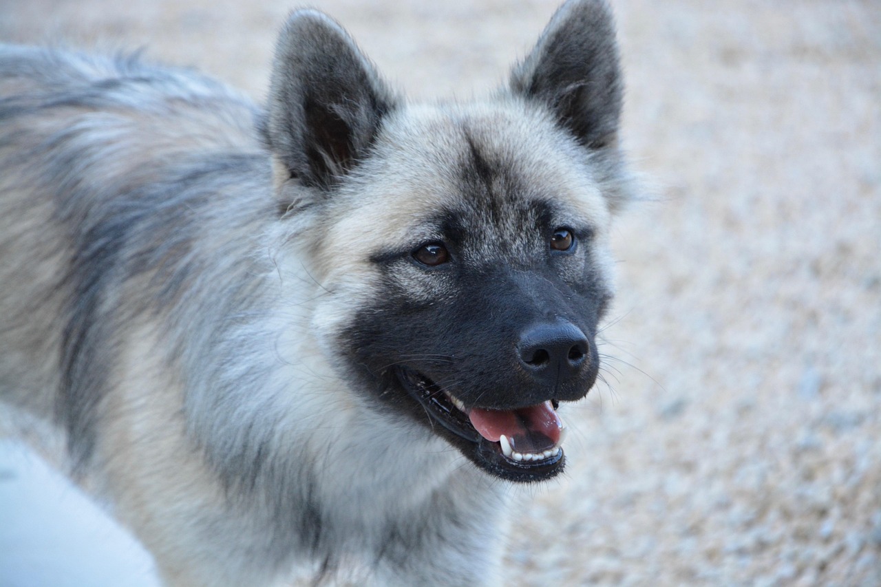 eurasier-pixabay-pixabay