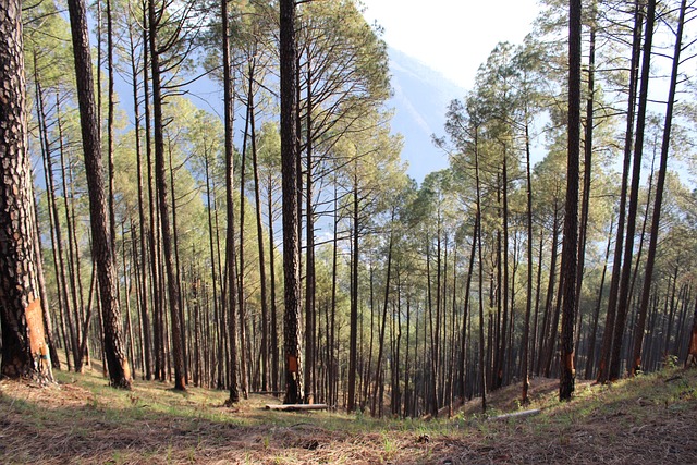 Free Trees Mountains photo and picture