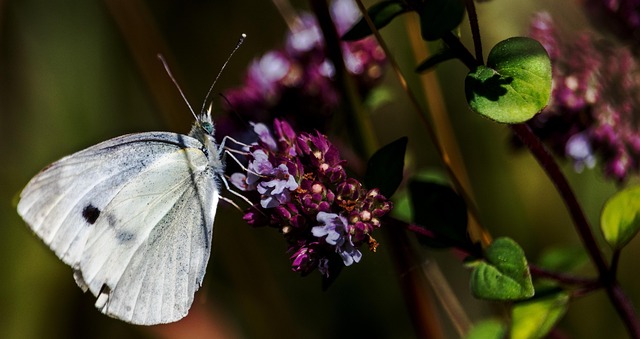 Schmetterling, Butterfly, Natur, Insekt