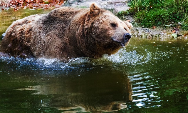 Bär, Braunbär, Wildpark, Wildlife, Natur