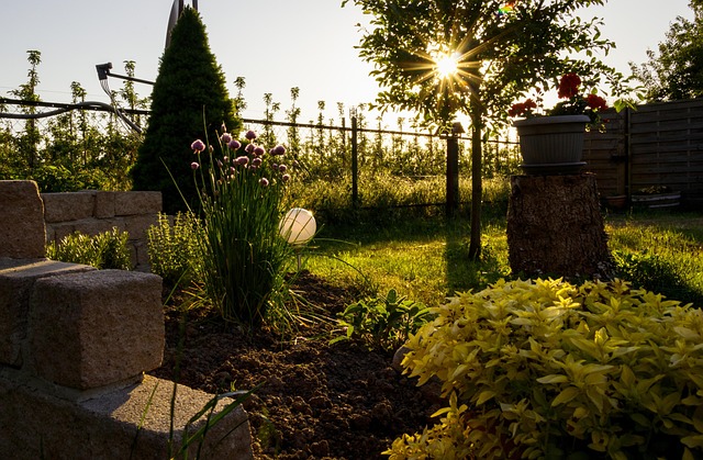 Abendsonne, Garten, Natur, Sommer