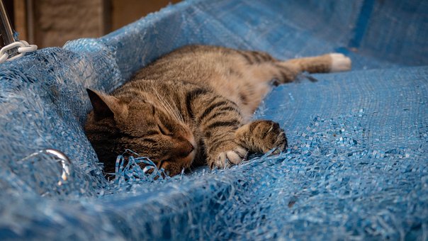 Free Cat Fur photo and picture