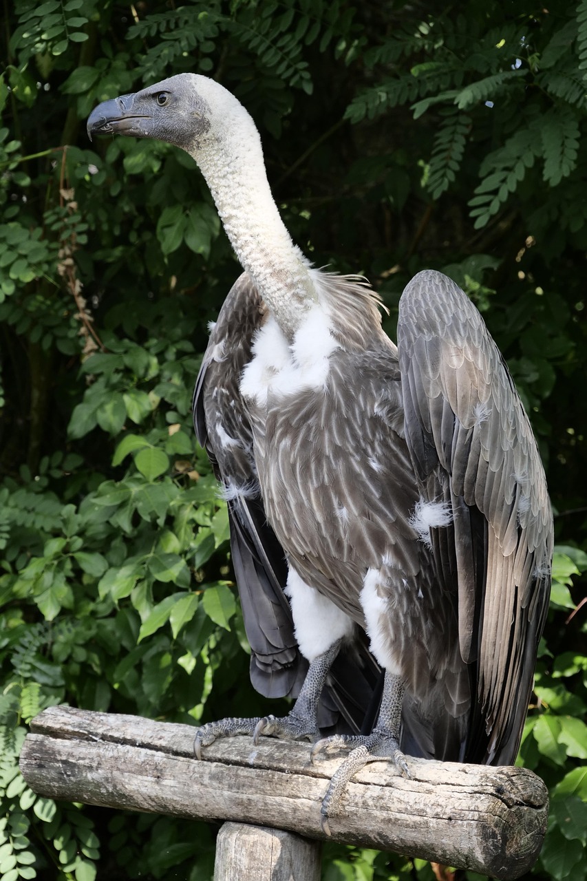 世界上最高的动物是什么鸟 animal-world-3642886_1280.jpg