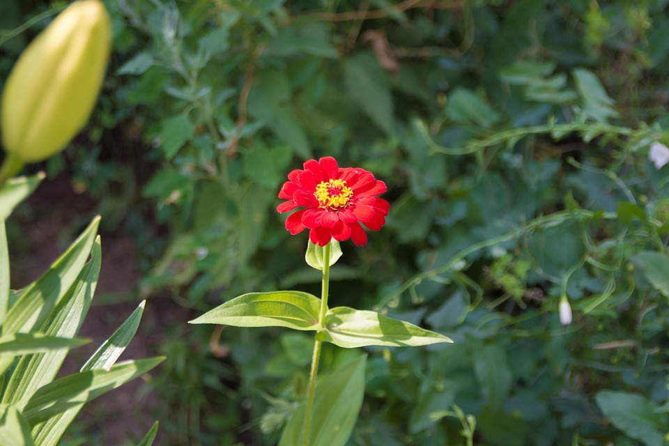 gratis tuinplanten tuin gratis tuinplanten tuin