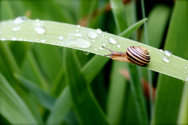 Free Snail Nature photo and picture