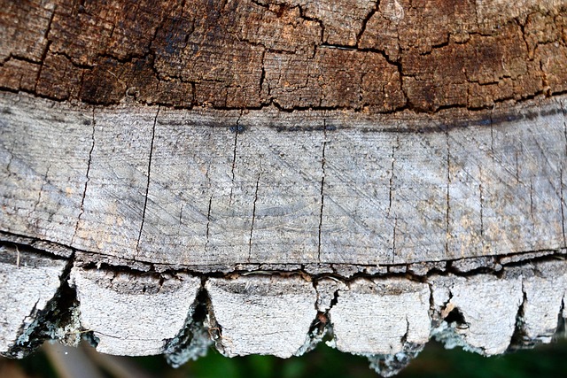 Free Wood Nature photo and picture