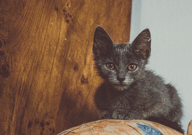 Free Cat Russian Blue photo and picture