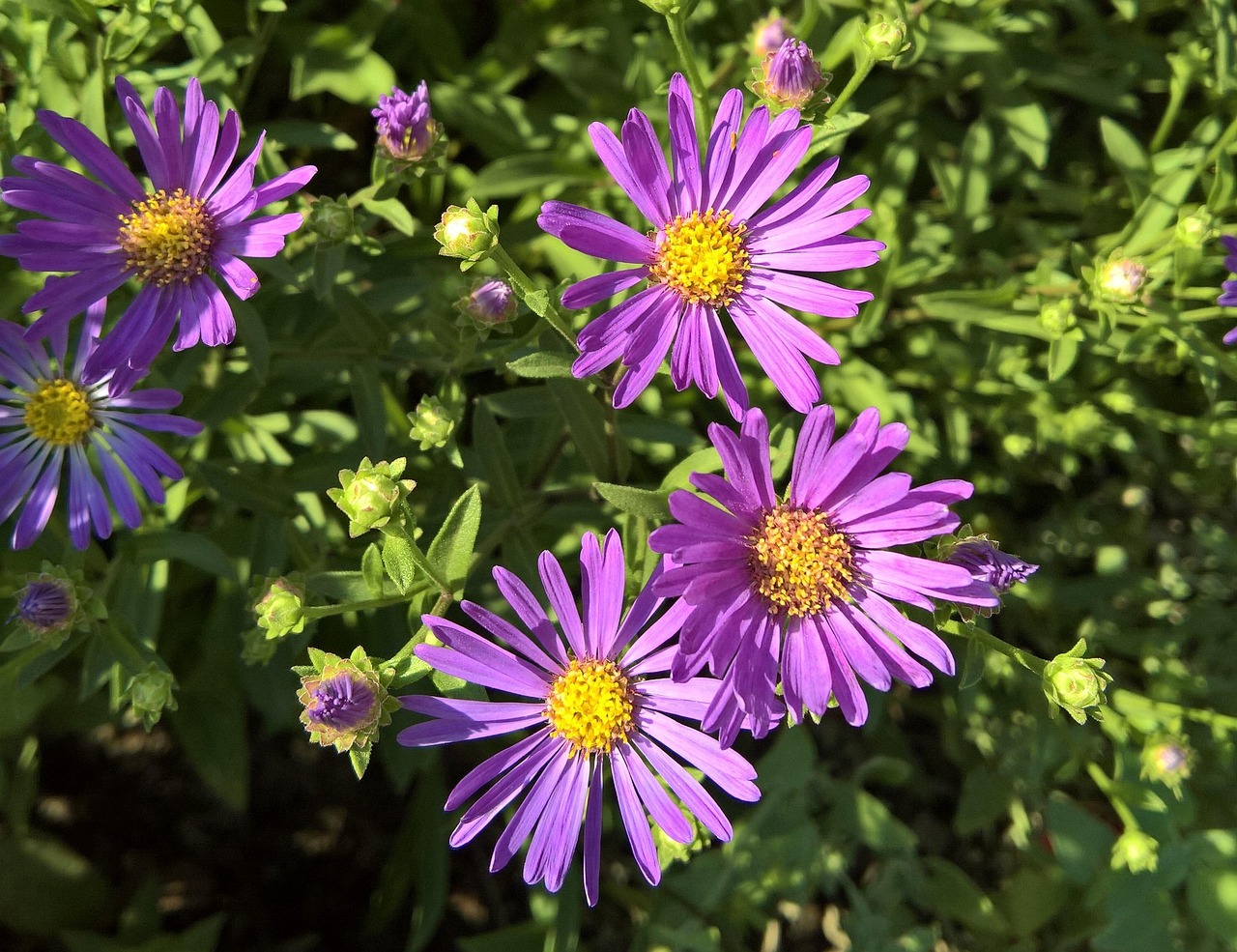 花 アスター Herbstastern Pixabayの無料写真