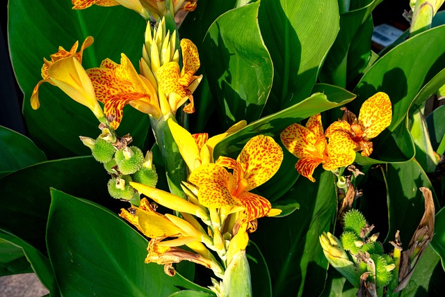 Gelb, Canna, Indisches Blumenrohr, Natur