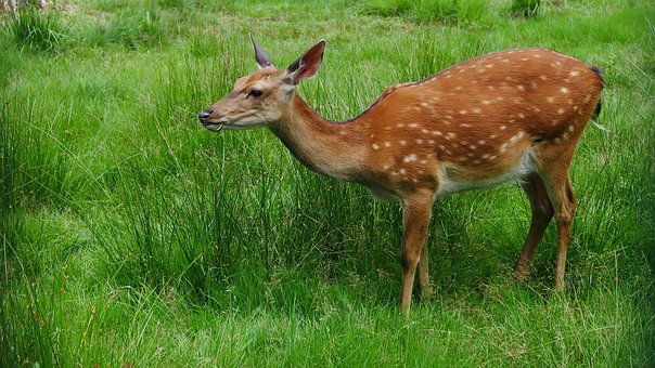 Free Deer Forest photo and picture