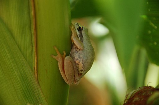 Frog, Tree, Nature, Biodiversity, Corn