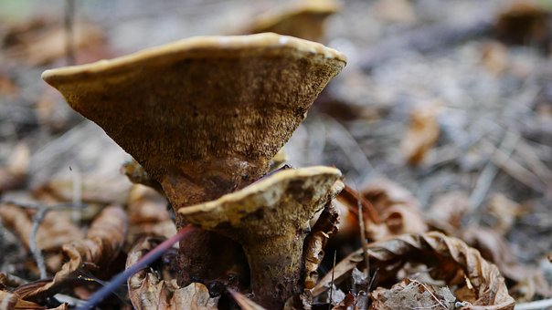 Free Forest Wild photo and picture