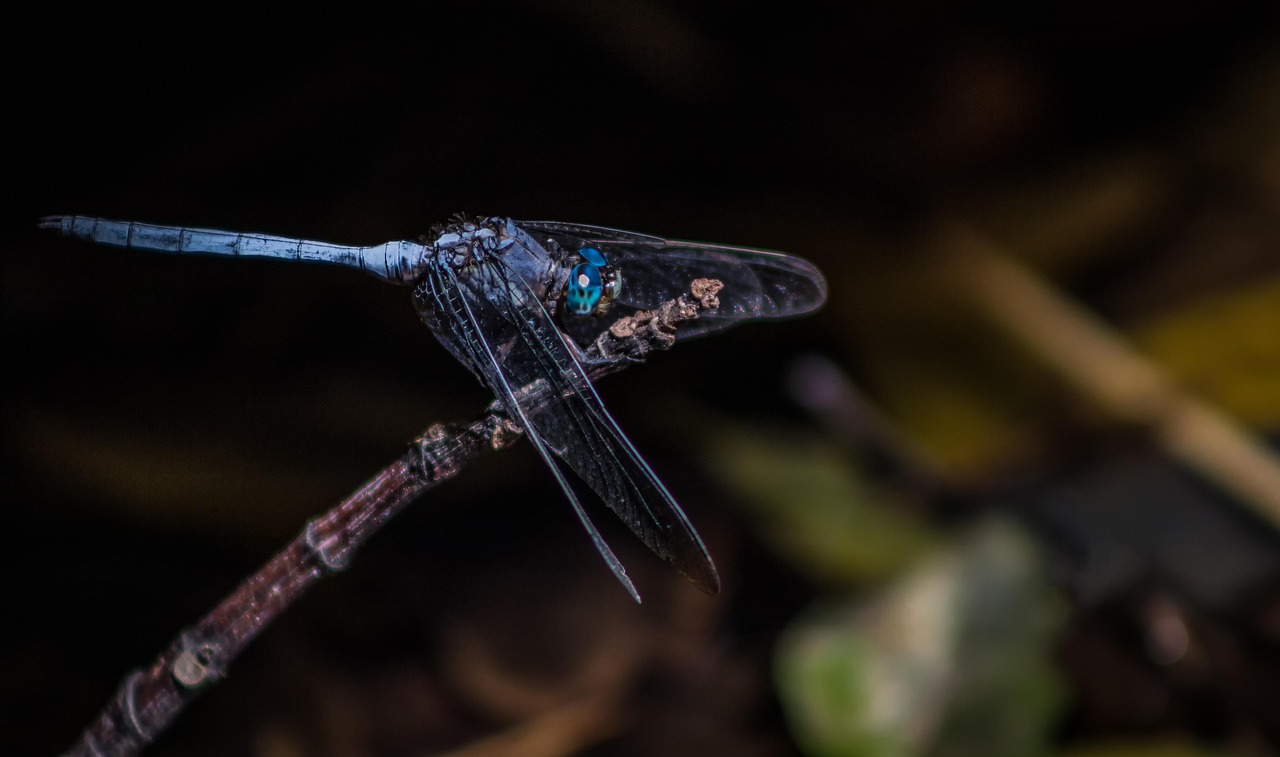 Dragonfly - free online jigsaw puzzle photo
