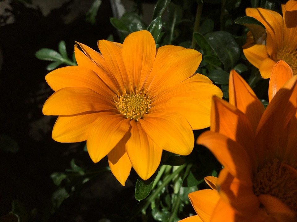 flower garden summer free photo on pixabay