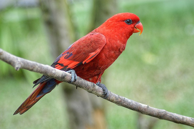 Mais De 1 000 Imagens Gr tis De Bird S House E Bird Pixabay