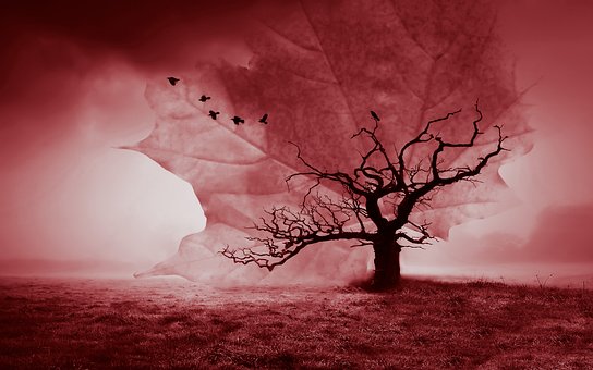 Free Autumn Red photo and picture