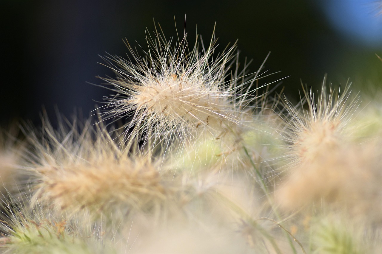 観賞用草 草 自然 - Pixabayの無料写真