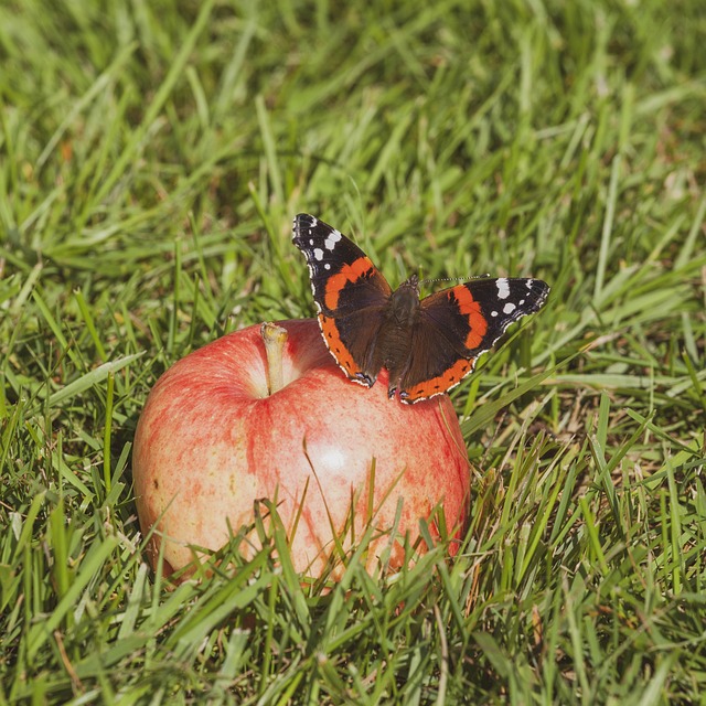Free Butterfly Summer photo and picture