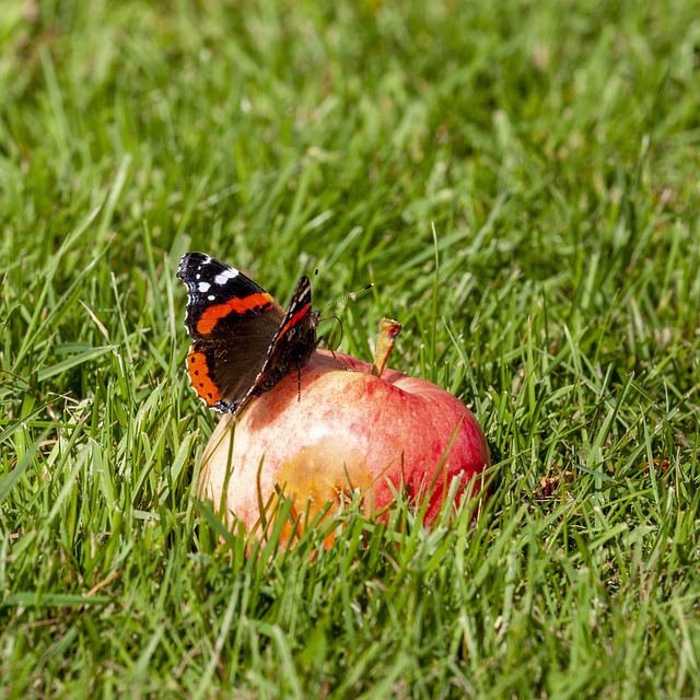 Free Butterfly Summer photo and picture